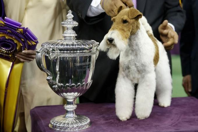 Westminster Kennel Club Dog Show at Madison Square Garden
