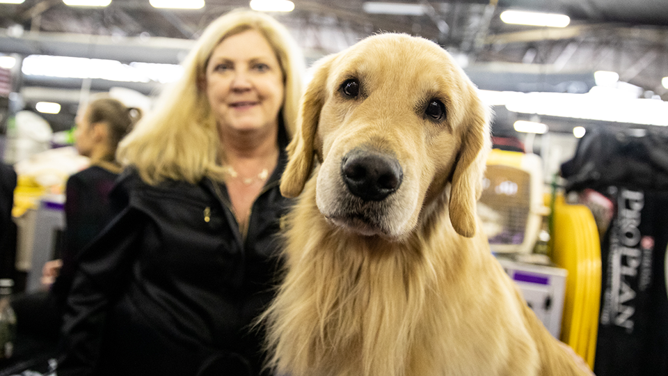 Westminster Kennel Club Dog Show - 2 Day Pass at Madison Square Garden