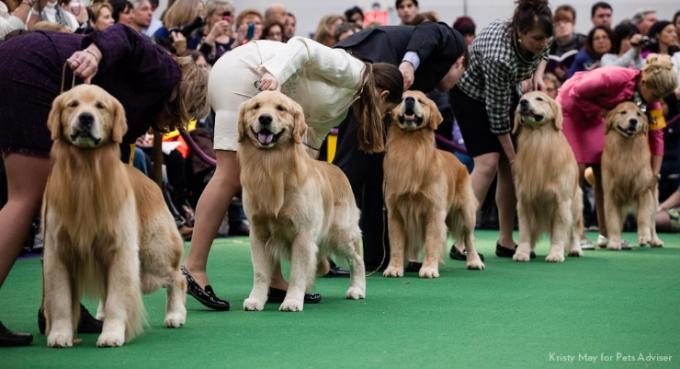 Westminster Kennel Club Dog Show at Madison Square Garden
