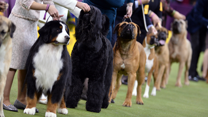 Westminster Kennel Club Dog Show - Wednesday [CANCELLED] at Madison Square Garden